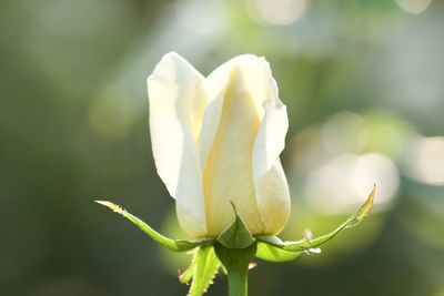 Close-up of white rose flower bud