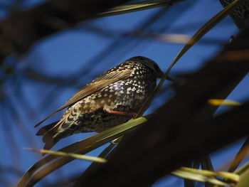 Low angle view of bird perching on branch