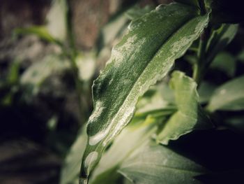 Close-up of fresh green plant