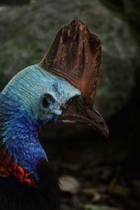 Close-up of a bird