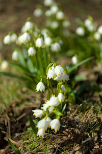 Close-up of white flowering plant on field