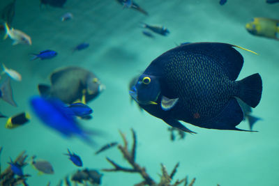 Close-up of fish underwater