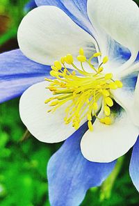 Close-up of white flowers blooming outdoors