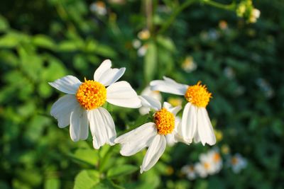 Close-up of daisy flowers growing outdoors