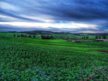 Scenic view of agricultural field against sky