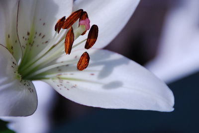 Close-up of white flowers