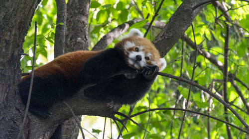 View of a cat sitting on a tree