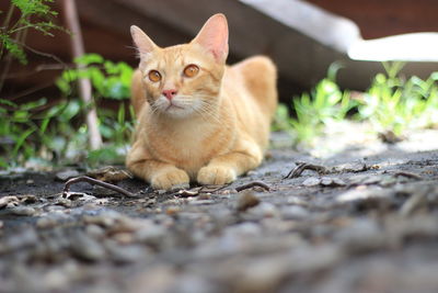 Portrait of cat sitting outdoors