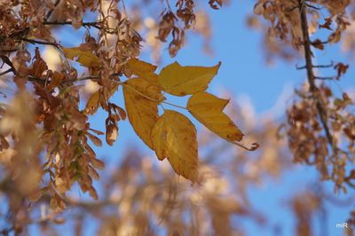 Low angle view of autumnal leaves against sky