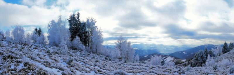 Pine trees on snow covered landscape against sky