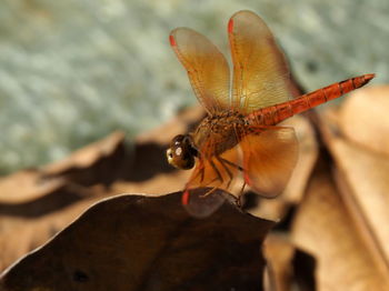 Close-up of insect