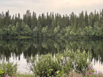 Scenic view of lake in forest against sky