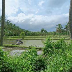 Scenic view of agricultural field against sky