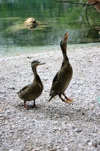 Birds in water