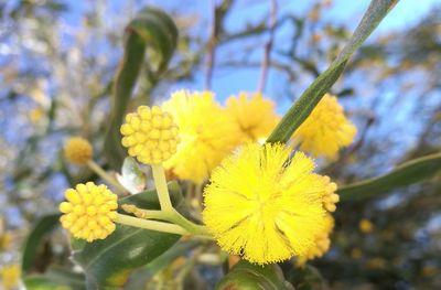 Close-up of yellow flowers blooming outdoors