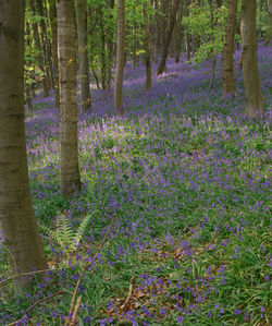 Purple flowers on tree trunk