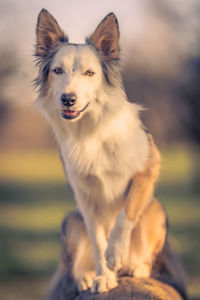 Close-up of dog