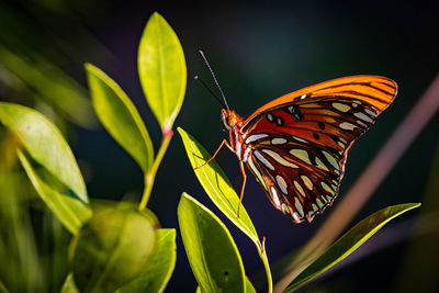 Close-up of butterfly pollinating flower