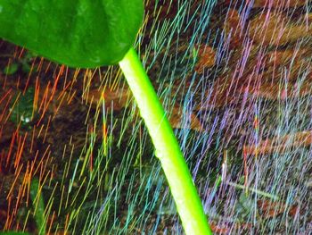 Close-up of wet grass on field