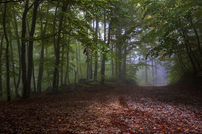 Trees in forest during autumn