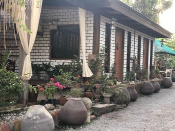 Potted plants outside building