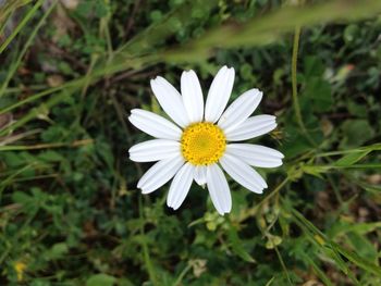 Close-up of white daisy flower