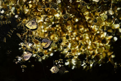 Leaves floating on the river in autumn