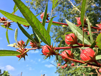 Close-up of red flowering plant