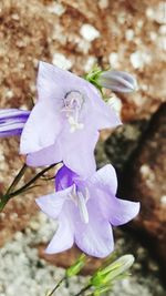 Close-up of purple flowers blooming outdoors
