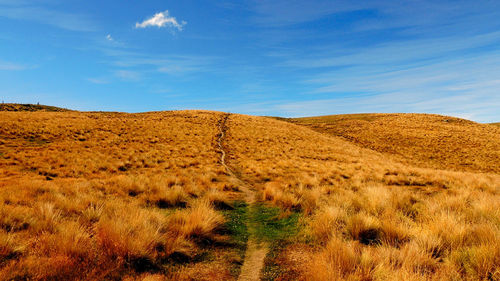 Scenic view of field against sky