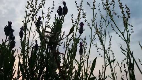 Low angle view of plants against sky