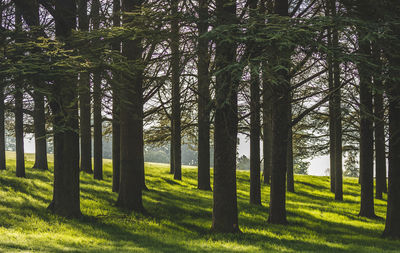 Trees growing in forest