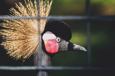 Close-up of bird seen through metal grate