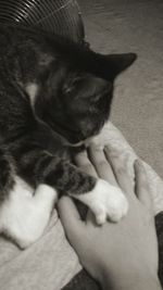 Cat sleeping on bed
