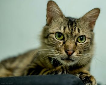 Close-up portrait of cat