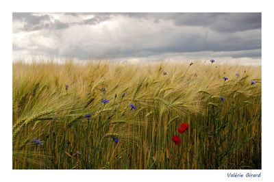 Scenic view of field against cloudy sky