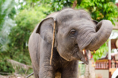 Close-up of elephant