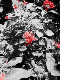 Close-up of red flowers