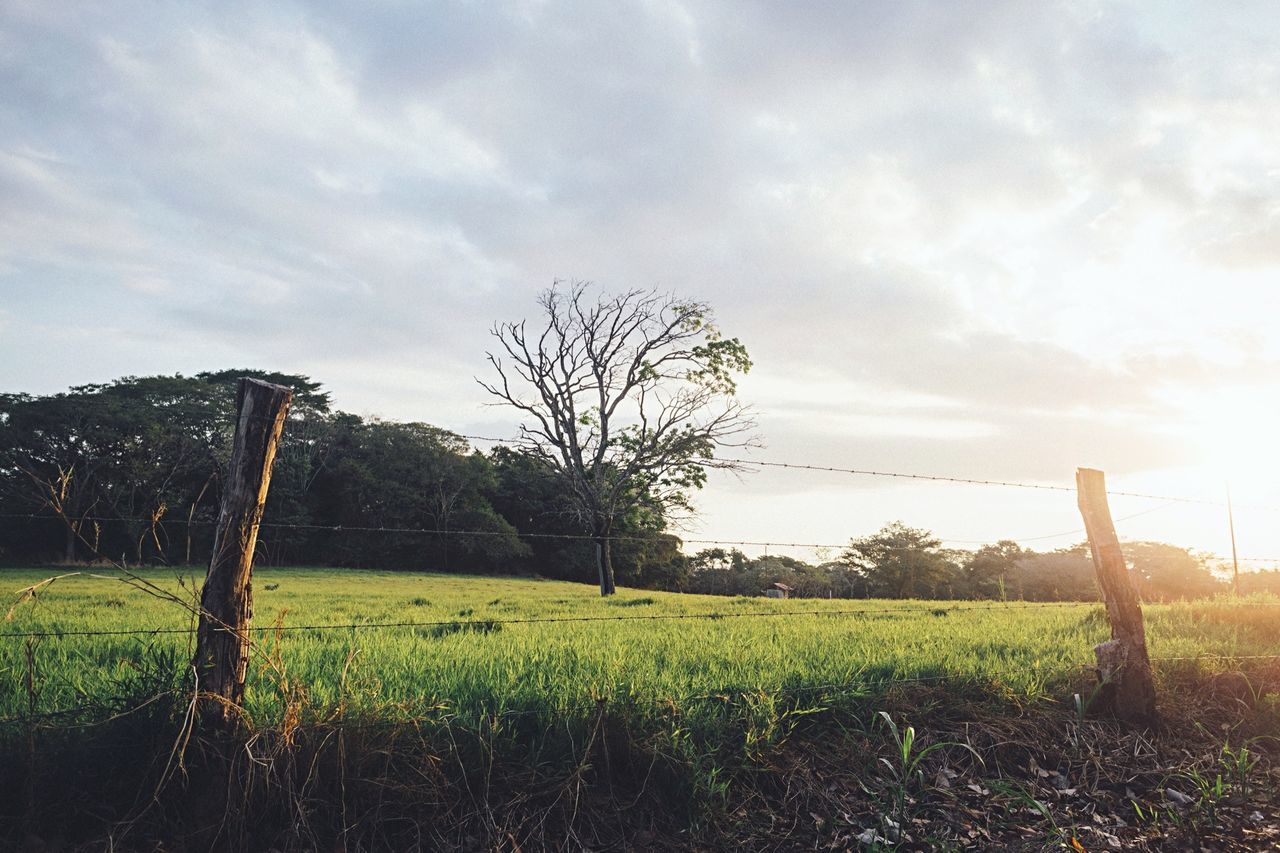 field, grass, sky, tranquility, tranquil scene, landscape, nature, scenics, grassy, beauty in nature, rural scene, cloud - sky, growth, fence, bare tree, tree, non-urban scene, cloudy, cloud, agriculture