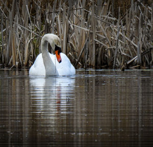 Swan swimming in lake