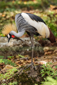 Close-up of bird