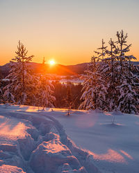 Snow covered plants against sky during sunset