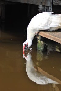 Bird on white background