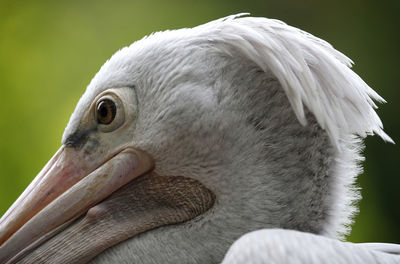 Close-up of a bird