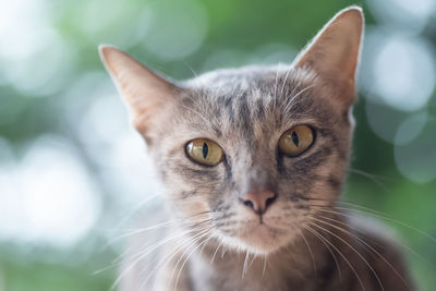 Close-up portrait of a cat