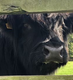 Portrait of cow on field