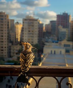 Bird perching on railing against buildings in city