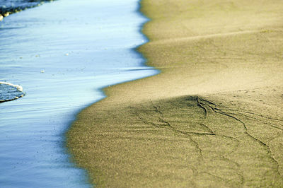 Trees on shore