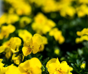 Close-up of yellow flowering plant in field