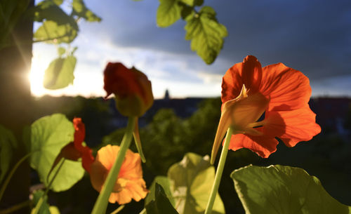 Close-up of red flowering plants against sky